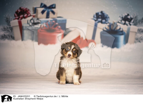 Australian Shepherd Welpe / Australian Shepherd Puppy / JAM-05201