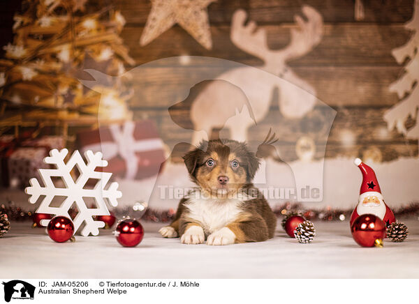 Australian Shepherd Welpe / Australian Shepherd Puppy / JAM-05206