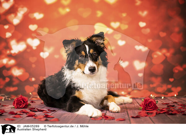 Australian Shepherd / JAM-05289