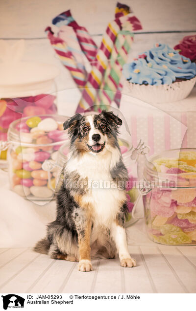 Australian Shepherd / Australian Shepherd / JAM-05293