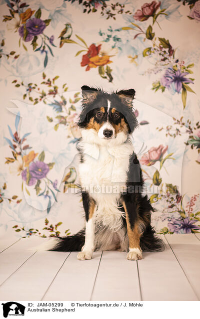 Australian Shepherd / JAM-05299