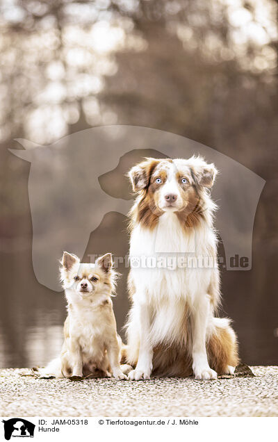 Hunde / JAM-05318