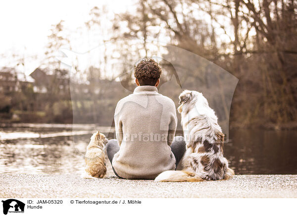 Hunde / JAM-05320