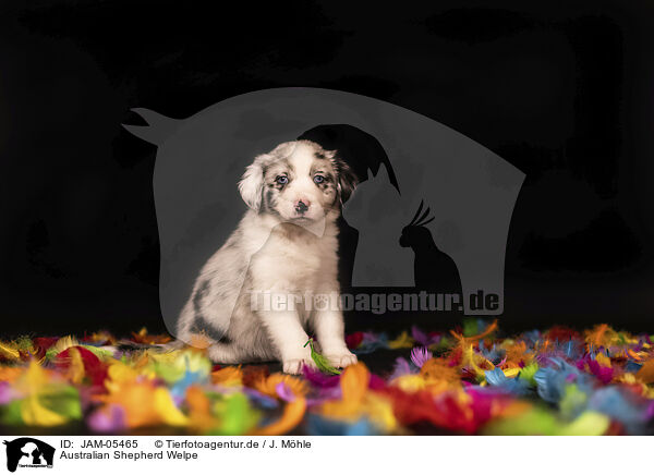 Australian Shepherd Welpe / JAM-05465