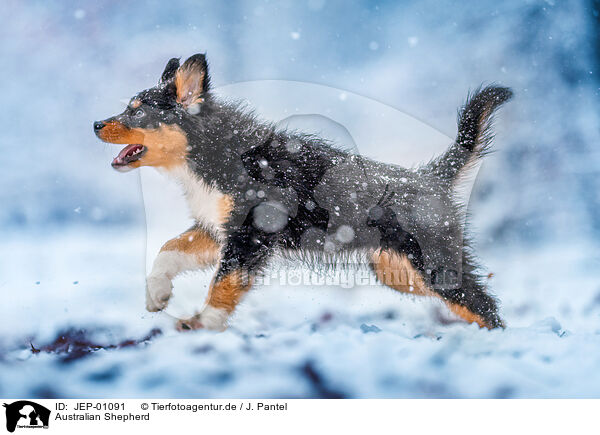 Australian Shepherd / Australian Shepherd / JEP-01091