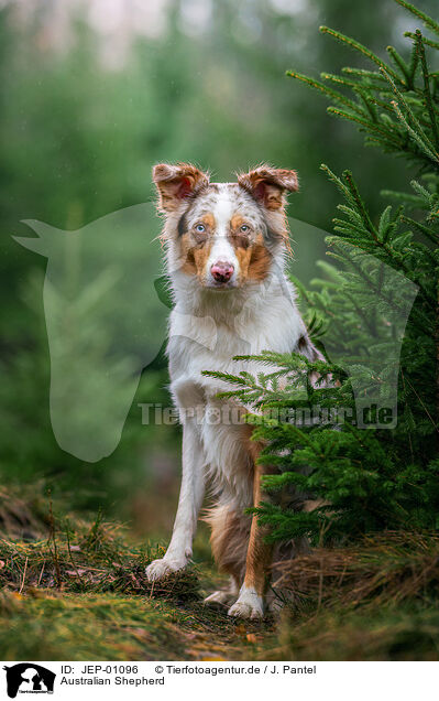 Australian Shepherd / Australian Shepherd / JEP-01096