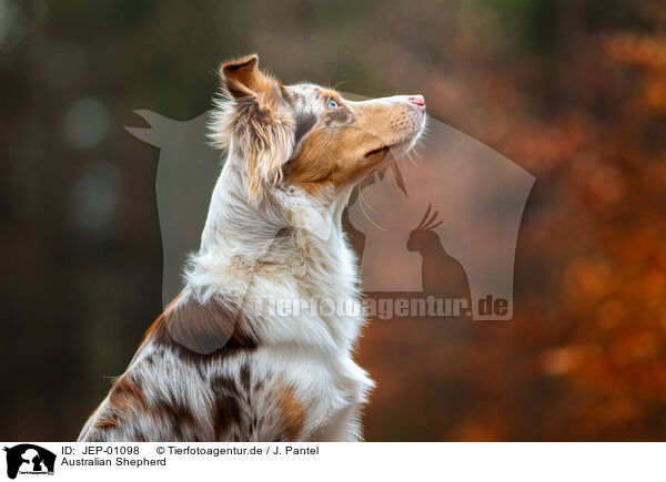 Australian Shepherd / Australian Shepherd / JEP-01098