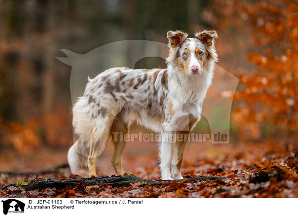 Australian Shepherd / Australian Shepherd / JEP-01103