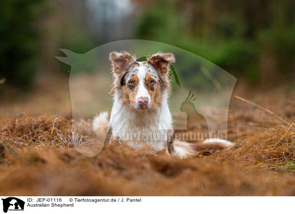 Australian Shepherd / Australian Shepherd / JEP-01116