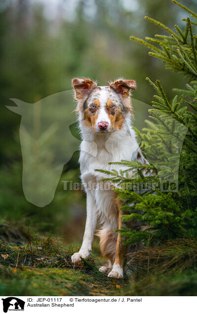 Australian Shepherd / Australian Shepherd / JEP-01117