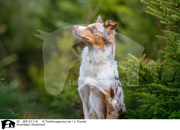 Australian Shepherd / Australian Shepherd / JEP-01118