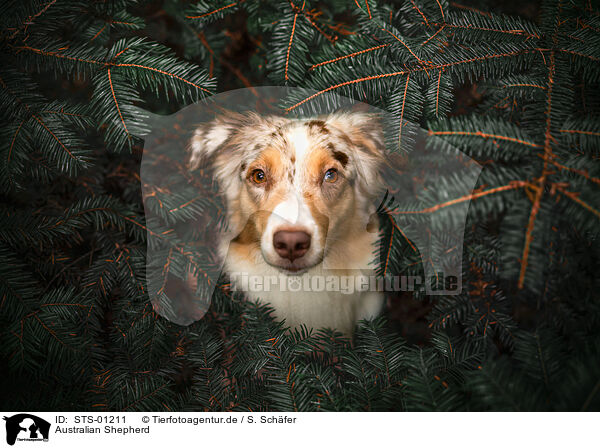 Australian Shepherd / STS-01211