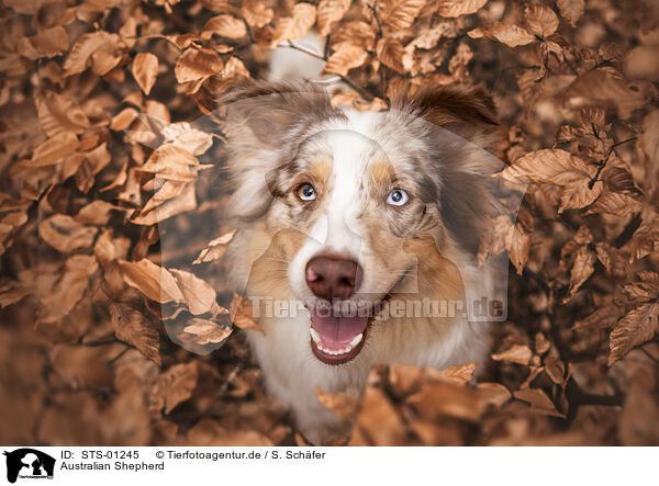 Australian Shepherd / Australian Shepherd / STS-01245