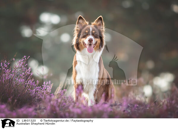 Australian Shepherd Hndin / female Australian Shepherd / LM-01320