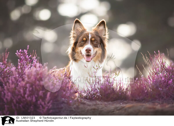 Australian Shepherd Hndin / female Australian Shepherd / LM-01323