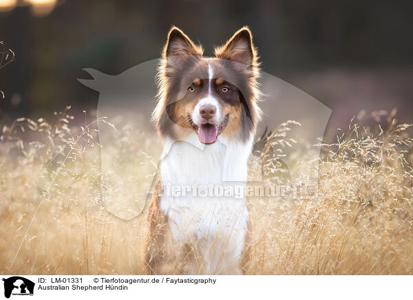 Australian Shepherd Hndin / female Australian Shepherd / LM-01331