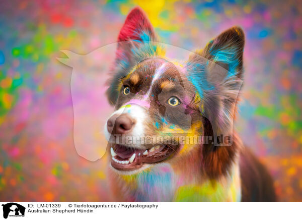 Australian Shepherd H�ndin / female Australian Shepherd / LM-01339