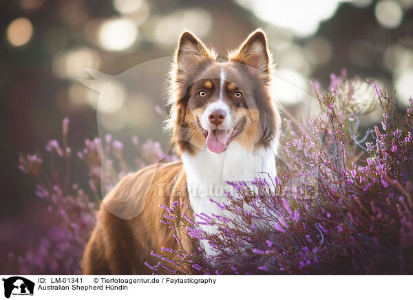 Australian Shepherd Hndin / female Australian Shepherd / LM-01341