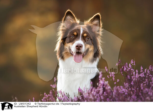 Australian Shepherd Hndin / female Australian Shepherd / LM-01342