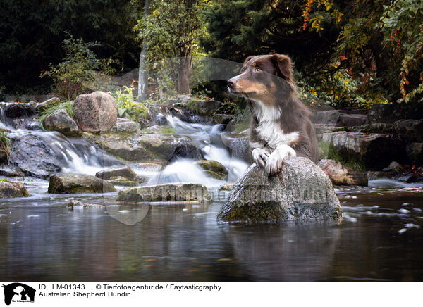 Australian Shepherd Hndin / female Australian Shepherd / LM-01343