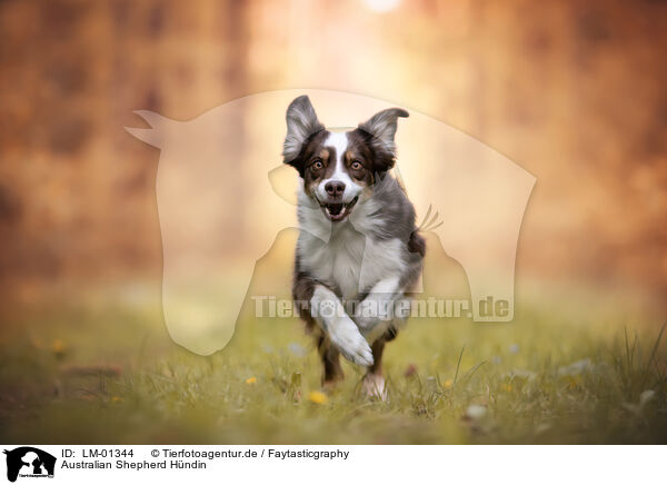 Australian Shepherd Hndin / female Australian Shepherd / LM-01344