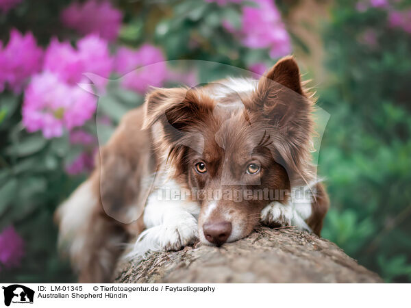 Australian Shepherd Hndin / female Australian Shepherd / LM-01345