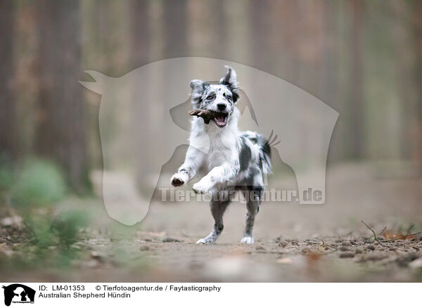 Australian Shepherd Hndin / female Australian Shepherd / LM-01353