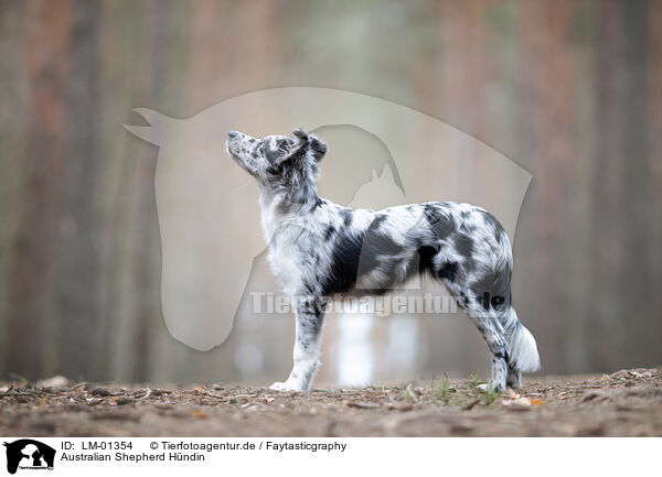 Australian Shepherd Hndin / female Australian Shepherd / LM-01354