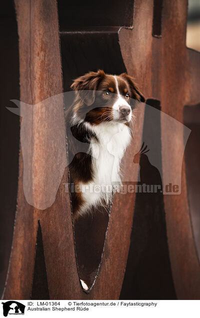 Australian Shepherd Rde / male Australian Shepherd / LM-01364