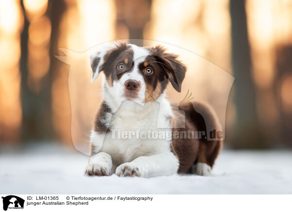 junger Australian Shepherd / young Australian Shepherd / LM-01365