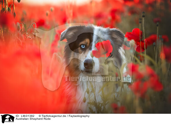 Australian Shepherd Rde / male Australian Shepherd / LM-01382