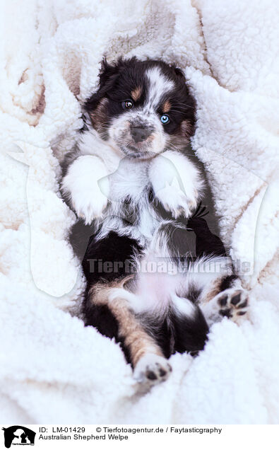 Australian Shepherd Welpe / Australian Shepherd puppy / LM-01429