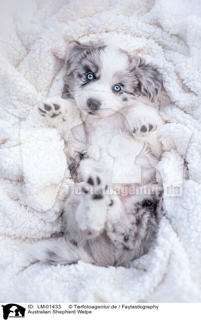 Australian Shepherd Welpe / Australian Shepherd puppy / LM-01433