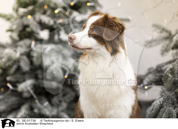 red-tri Australian Shepherd / red-tri Australian Shepherd / SE-01736