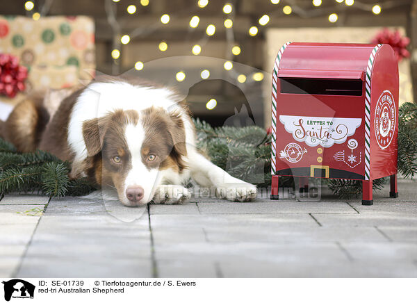 red-tri Australian Shepherd / red-tri Australian Shepherd / SE-01739