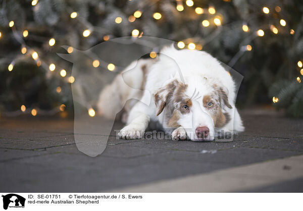 red-merle Australian Shepherd / red-merle Australian Shepherd / SE-01751