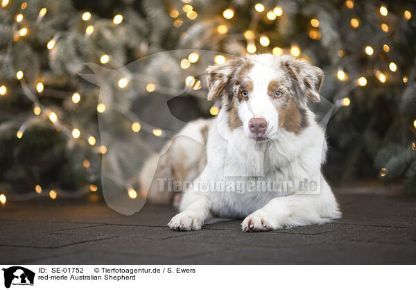 red-merle Australian Shepherd / red-merle Australian Shepherd / SE-01752