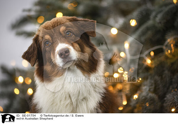 red-tri Australian Shepherd / red-tri Australian Shepherd / SE-01754