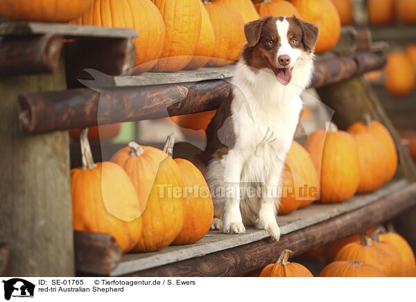 red-tri Australian Shepherd / red-tri Australian Shepherd / SE-01765