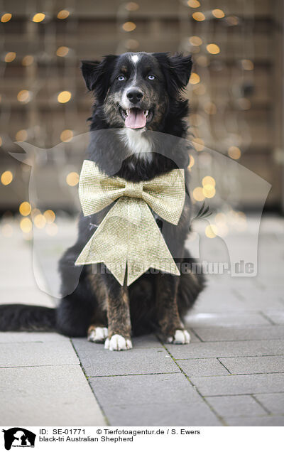 black-tri Australian Shepherd / SE-01771