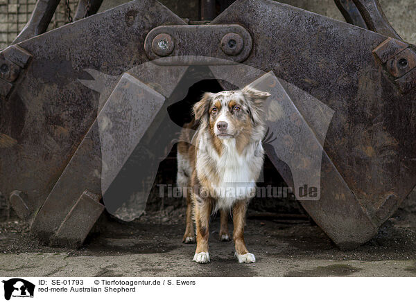 red-merle Australian Shepherd / red-merle Australian Shepherd / SE-01793