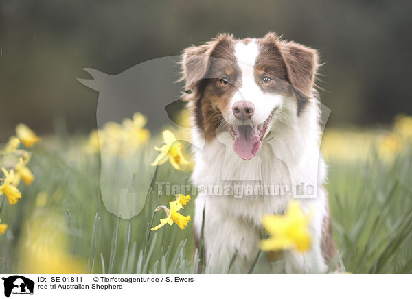 red-tri Australian Shepherd / red-tri Australian Shepherd / SE-01811