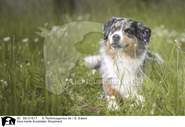 blue-merle Australian Shepherd / blue-merle Australian Shepherd / SE-01817