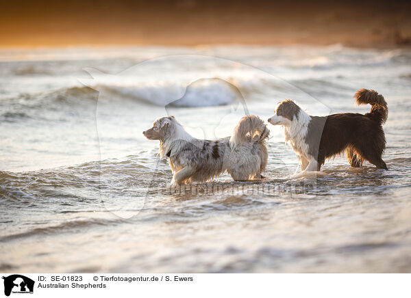 Australian Shepherds / Australian Shepherds / SE-01823