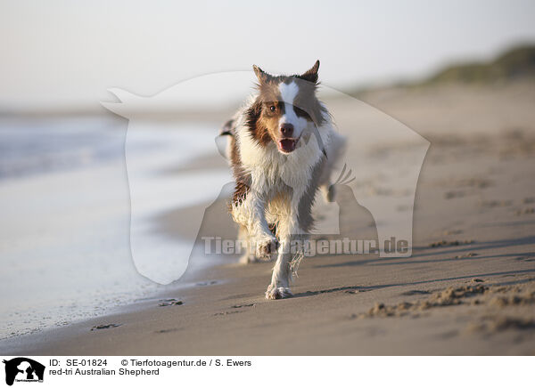 red-tri Australian Shepherd / red-tri Australian Shepherd / SE-01824