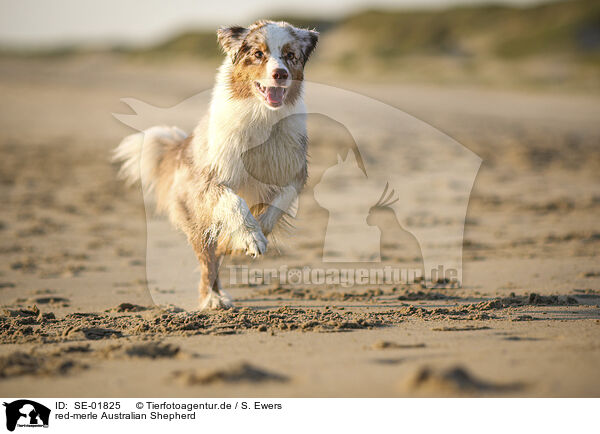 red-merle Australian Shepherd / red-merle Australian Shepherd / SE-01825