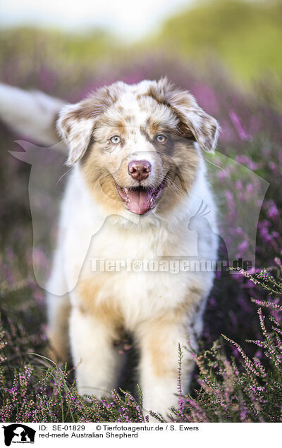 red-merle Australian Shepherd / SE-01829