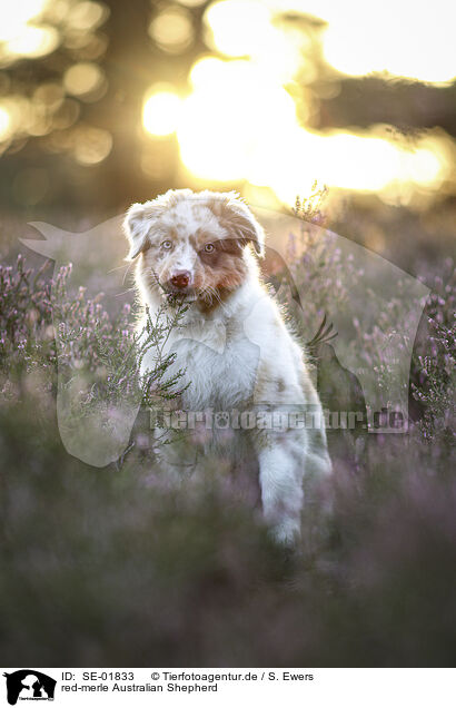 red-merle Australian Shepherd / red-merle Australian Shepherd / SE-01833