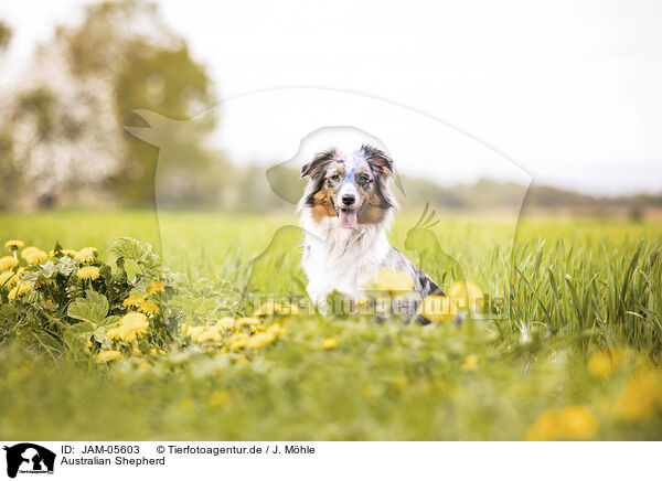 Australian Shepherd / Australian Shepherd / JAM-05603