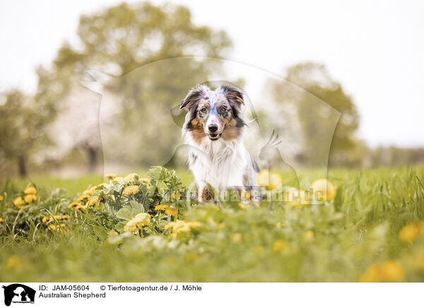 Australian Shepherd / JAM-05604